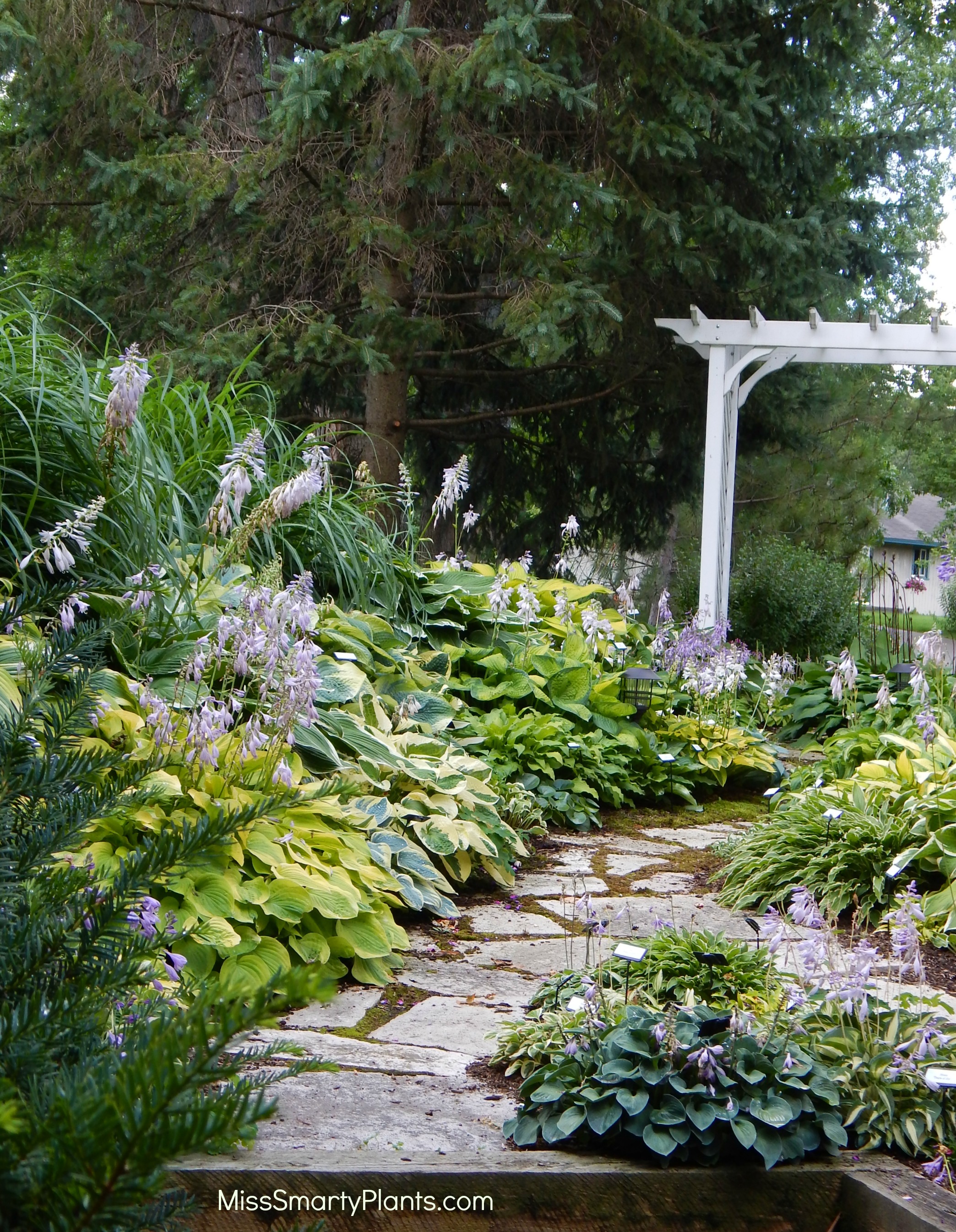 Hostas in Florida Miss Smarty Plants