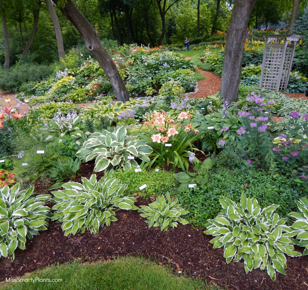 Hostas in Florida Miss Smarty Plants