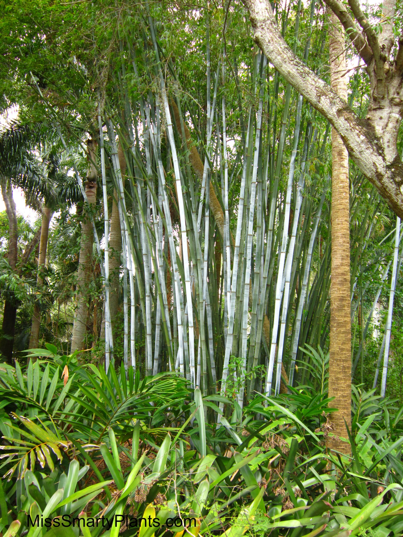 visiting McKee Botanical Gardens in Vero Beach Miss Smarty Plants