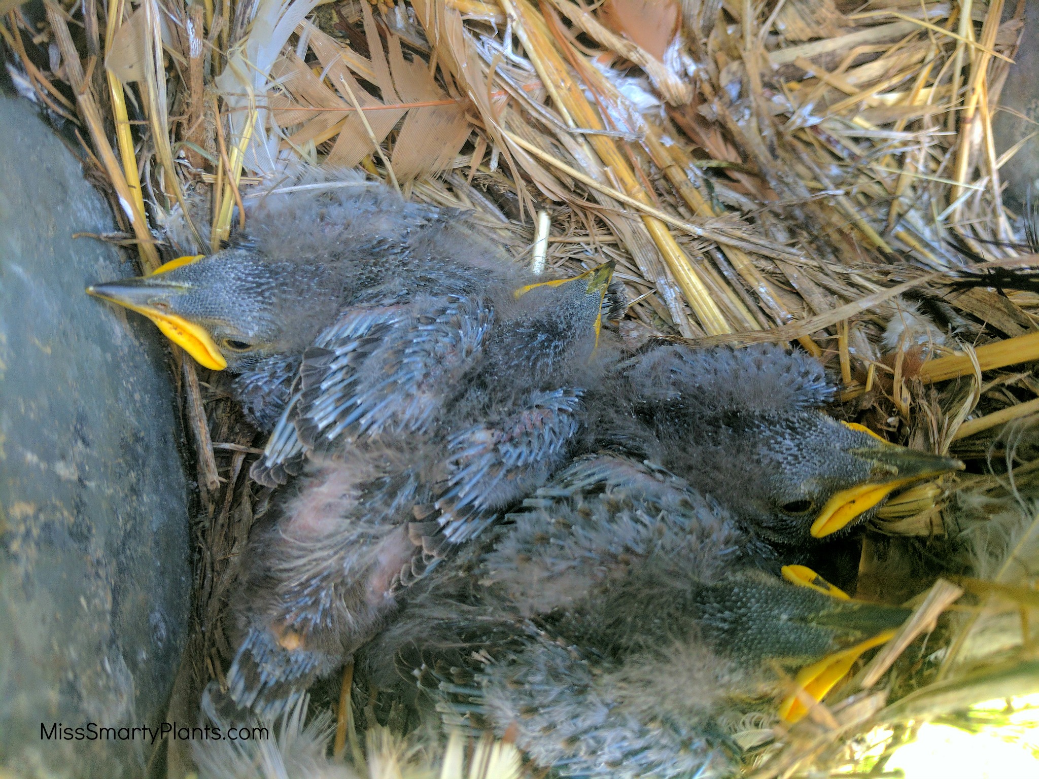 Baby Robins... Throwback Thursday Miss Smarty Plants