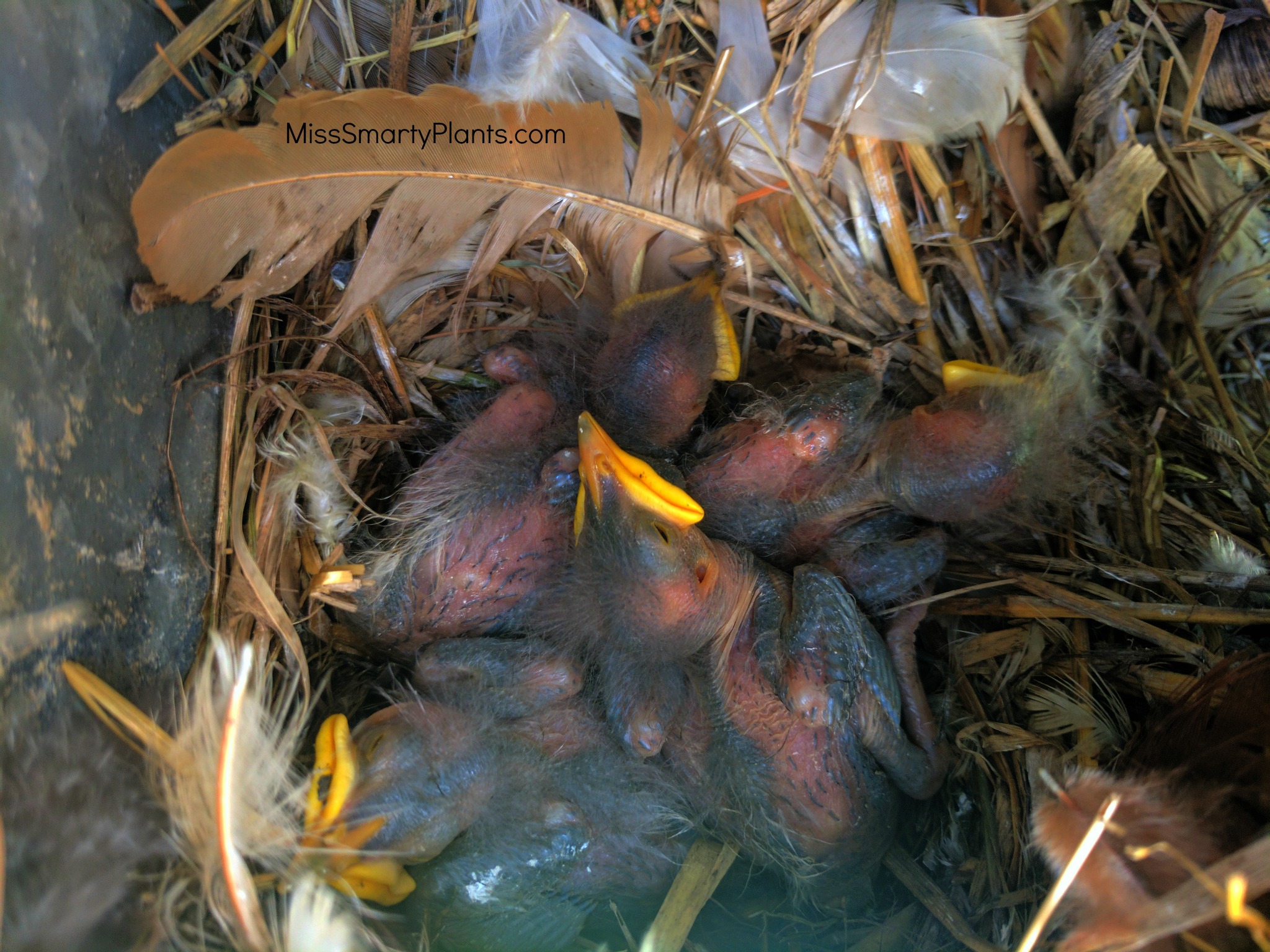 Baby Robins... Throwback Thursday Miss Smarty Plants