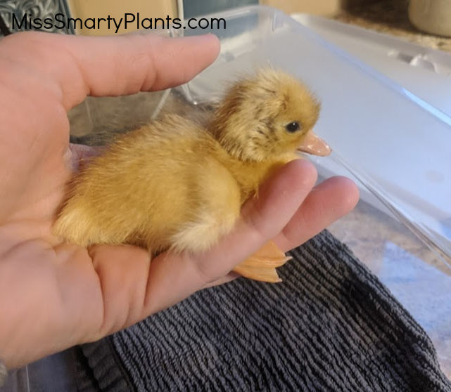 Hatching call duck eggs Miss Smarty Plants