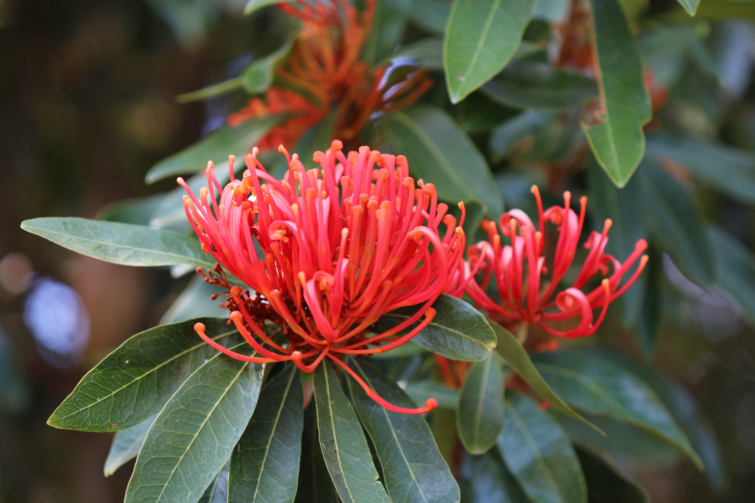 Tree Waratah Alloxylon flammeum Miss Tree