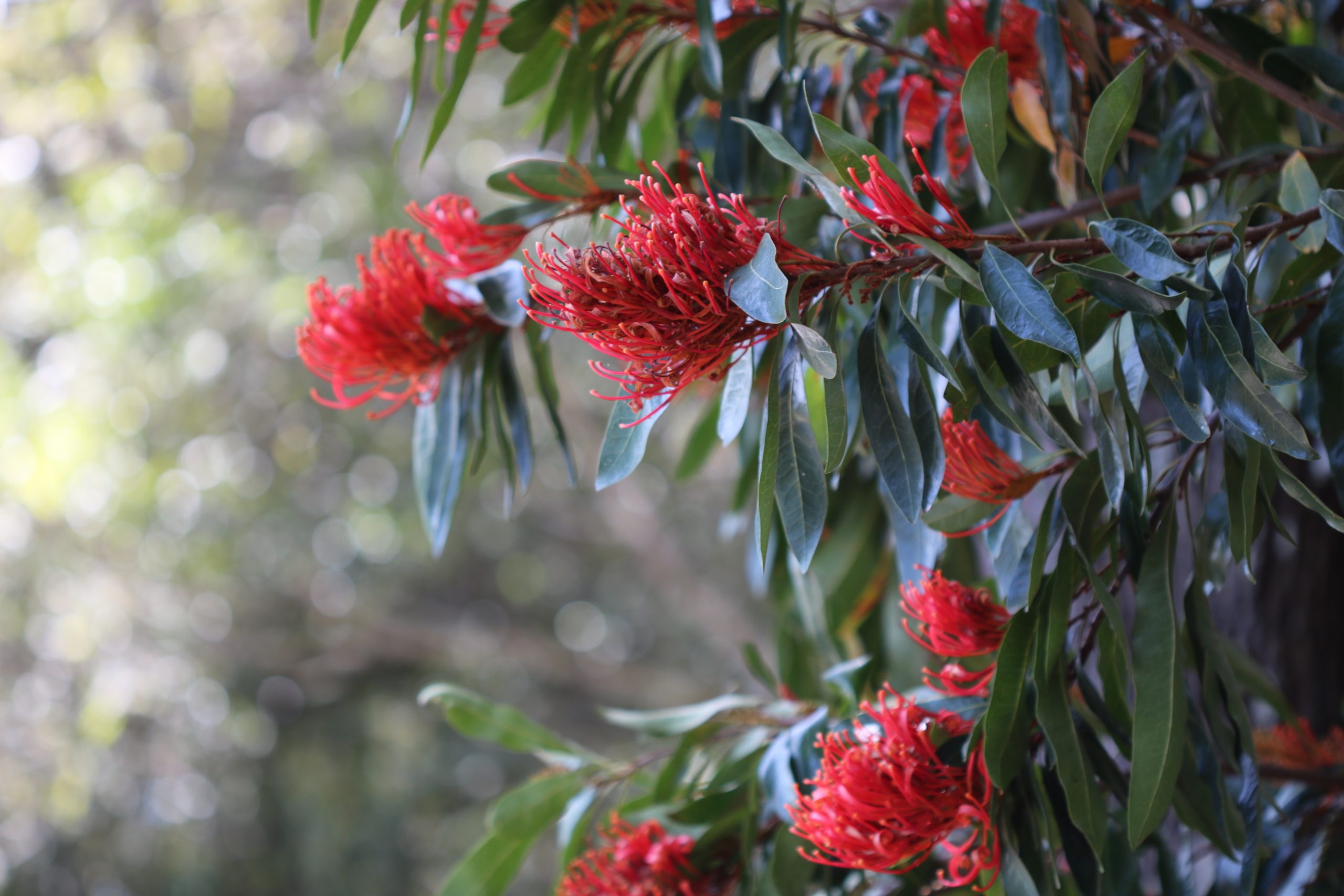 Tree Waratah Alloxylon flammeum Miss Tree