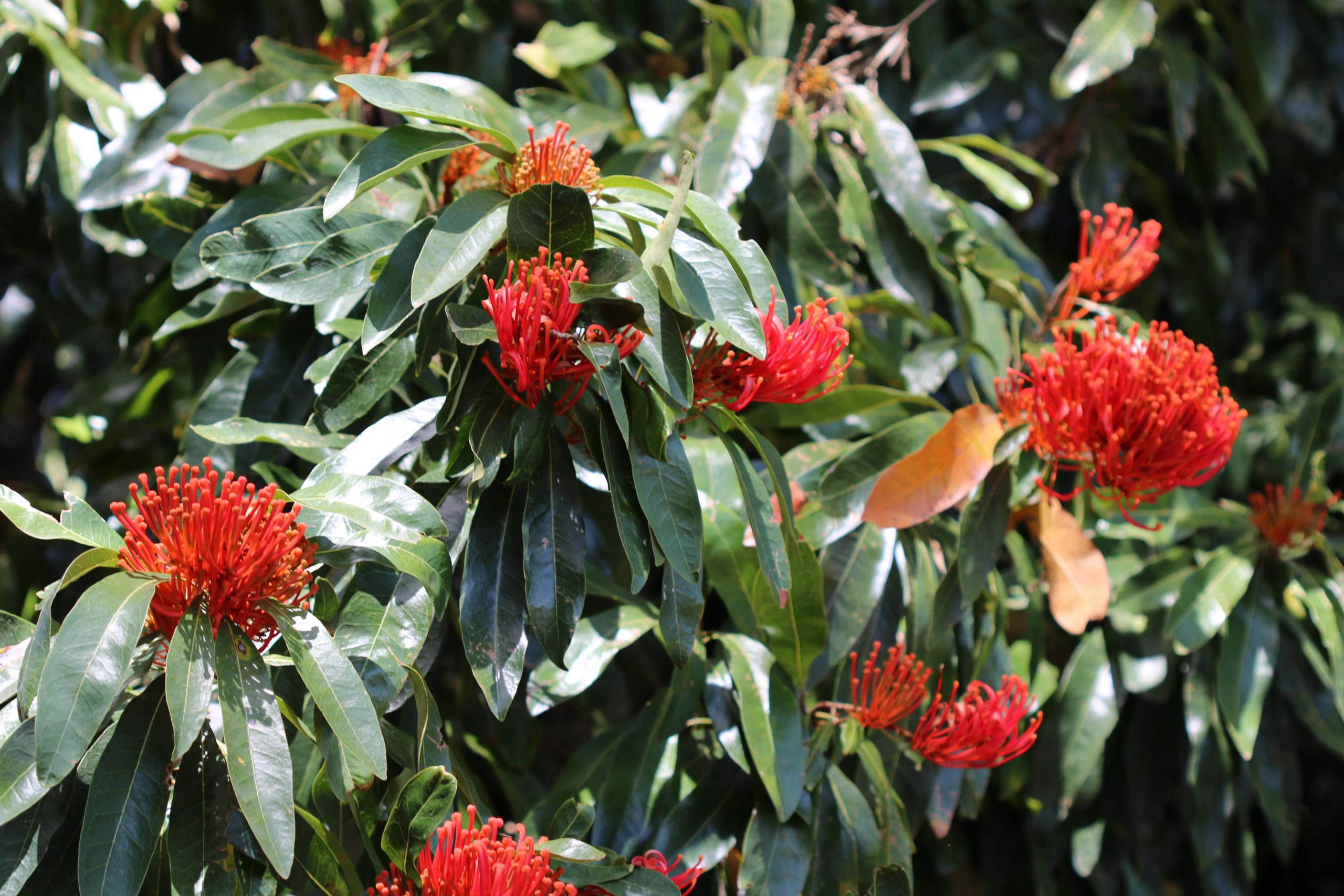 Tree Waratah Alloxylon flammeum Miss Tree