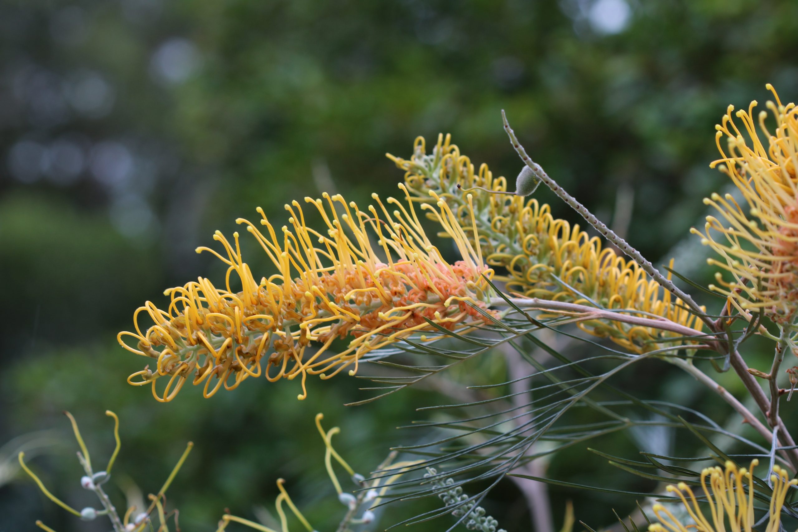 Grevillea Honey Gem Grevillea x 'Honey Gem' Miss Tree