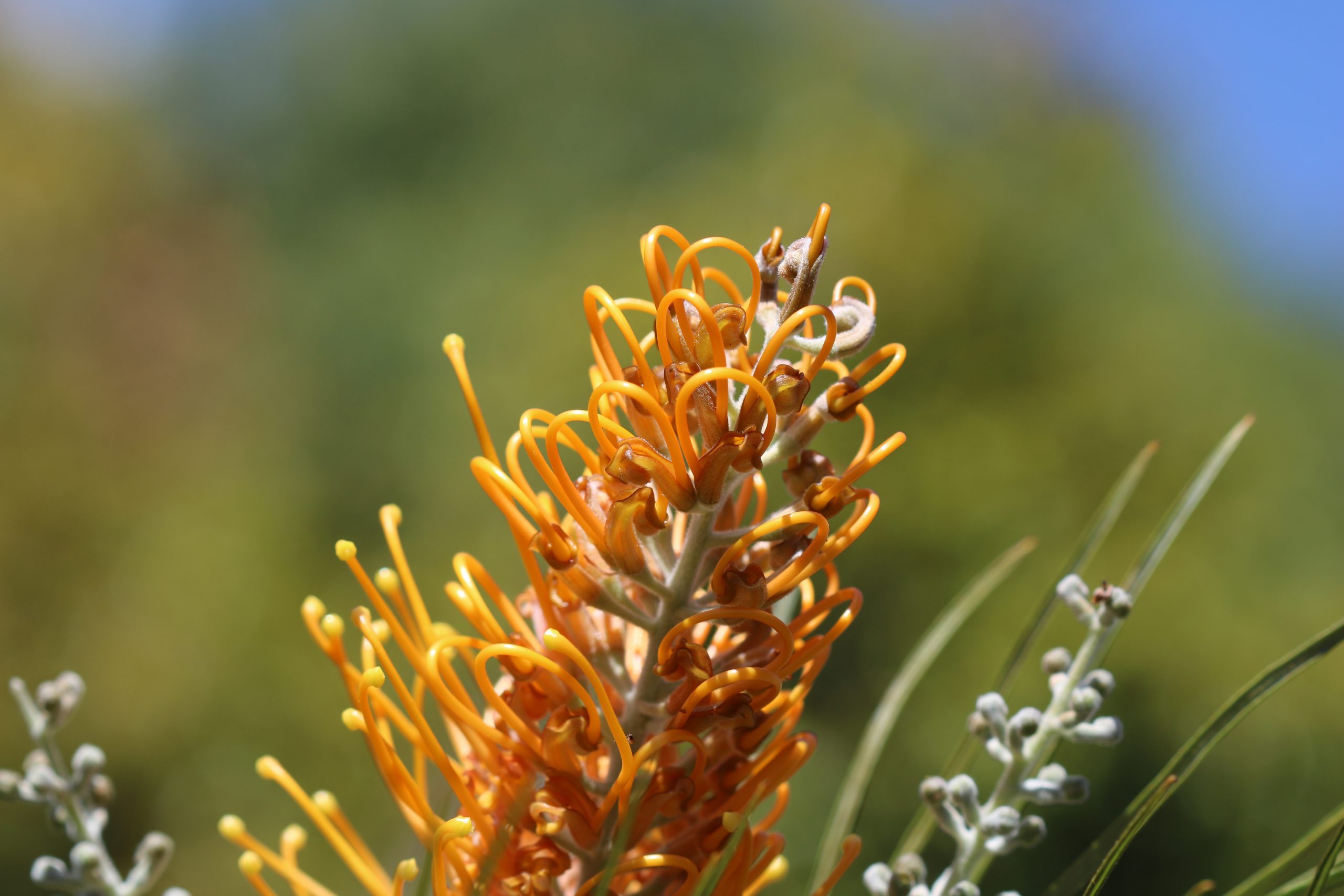 Grevillea Honey Gem Grevillea x 'Honey Gem' Miss Tree