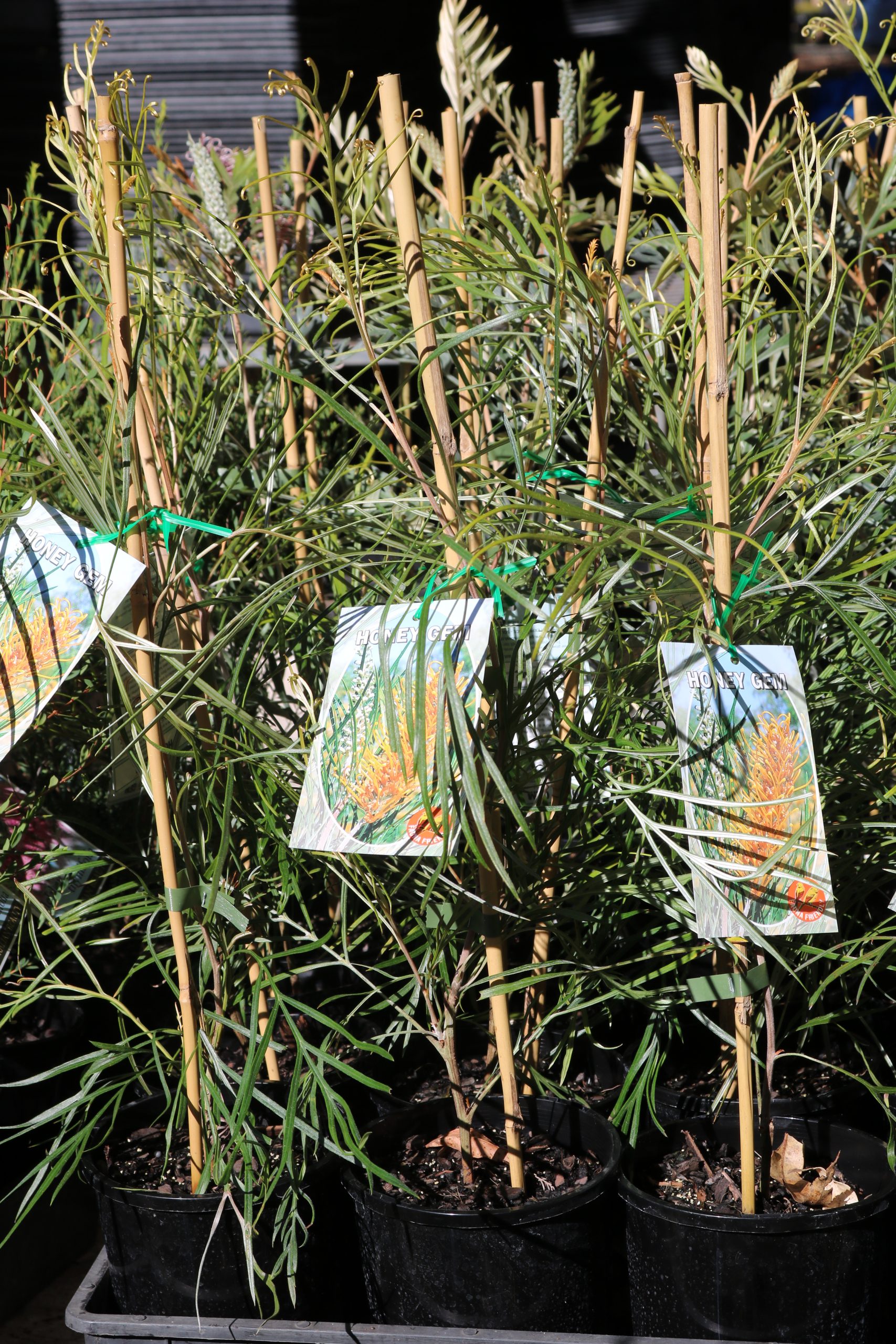 Grevillea Honey Gem Grevillea x 'Honey Gem' Miss Tree