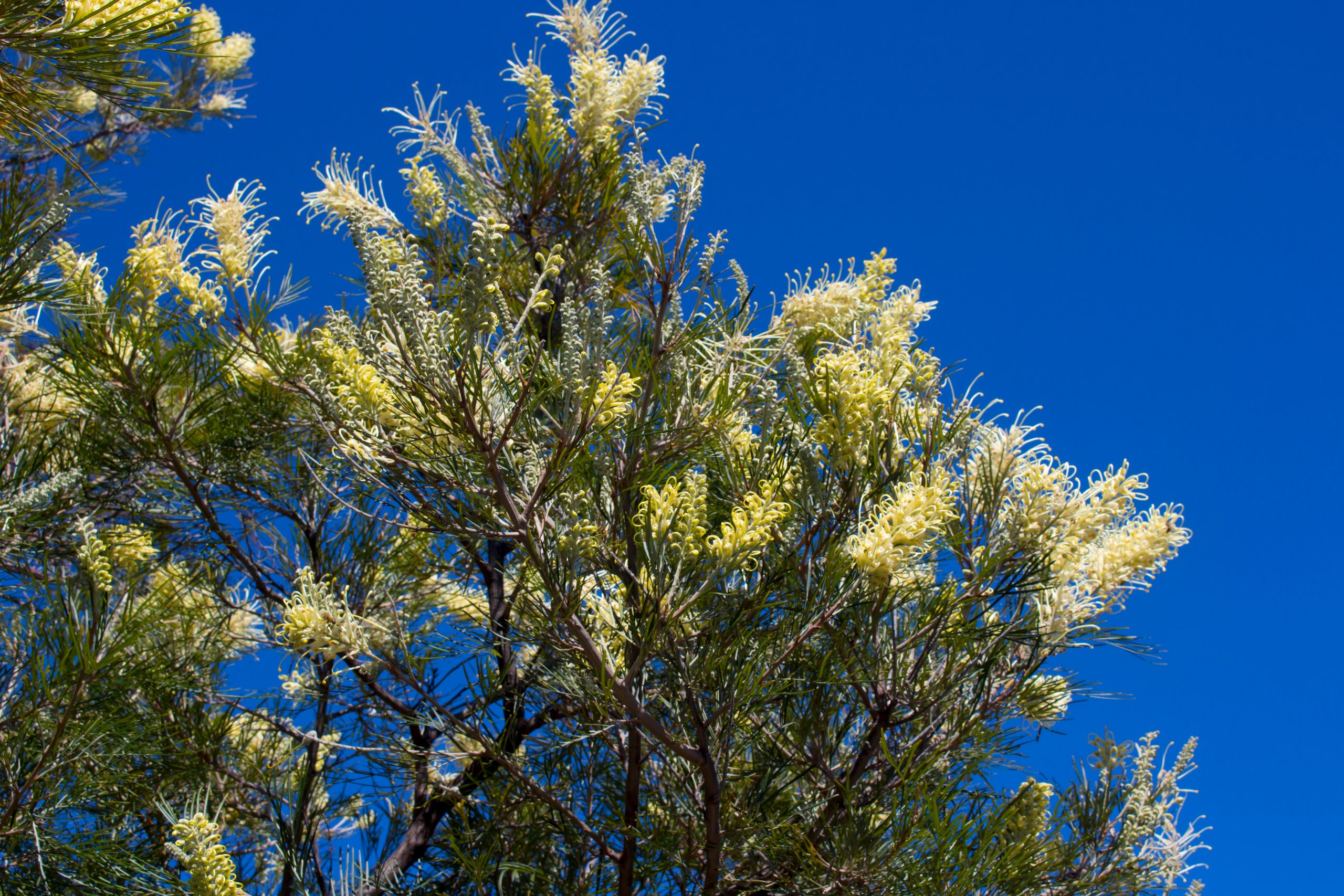 Grevillea Moonlight Grevillea whiteana x banksii 'Moonlight' Miss Tree