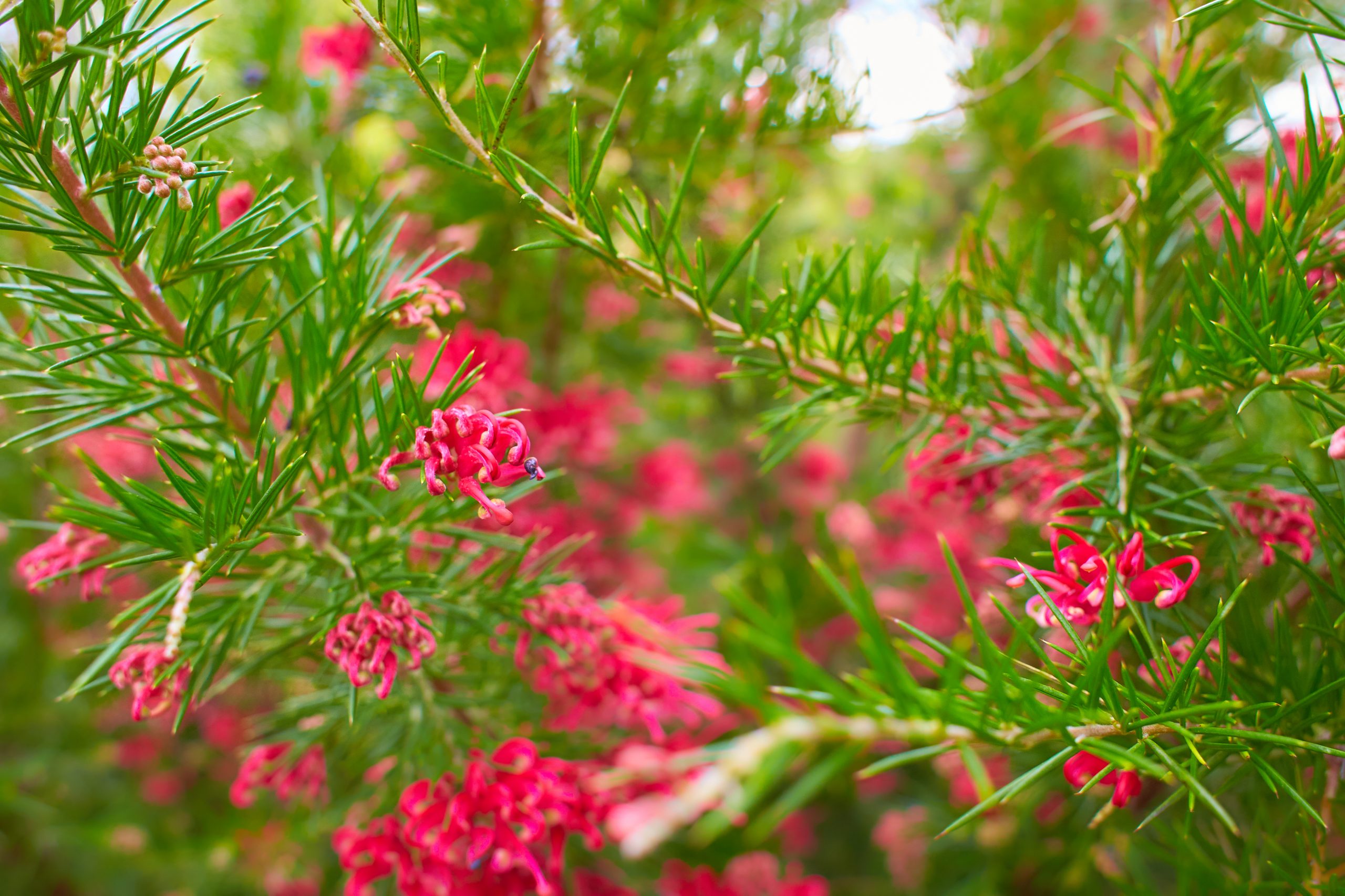 Grevillea Scarlet Sprite Grevillea x rosmarinifolia 'Scarlet Sprite