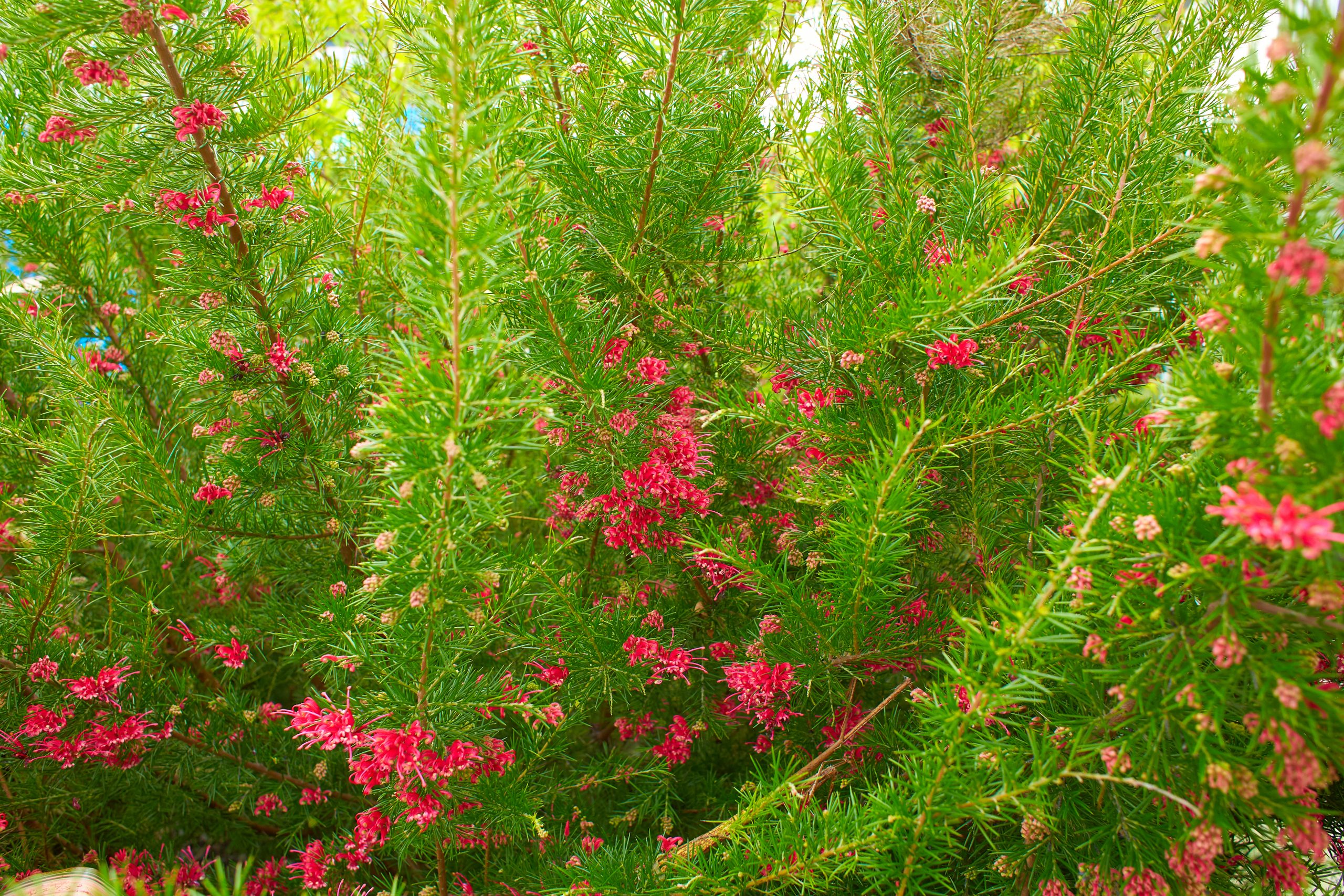 Grevillea Scarlet Sprite Grevillea x rosmarinifolia 'Scarlet Sprite