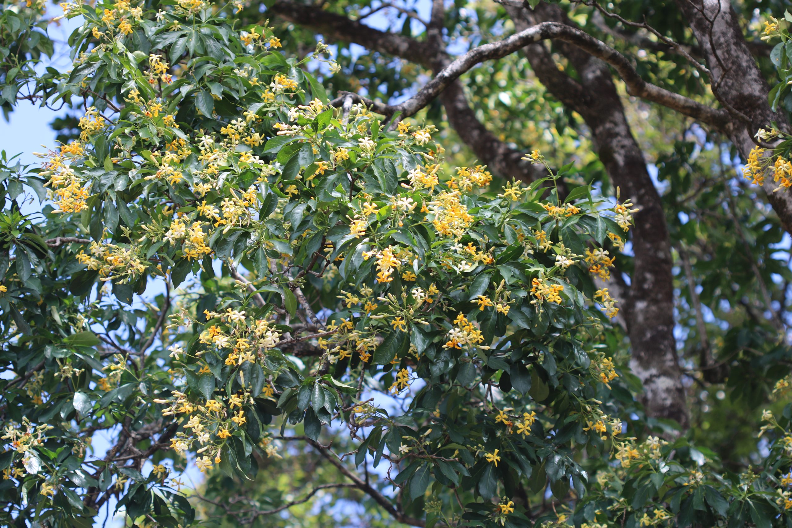 Native Frangipani Hymenosporum flavum Miss Tree