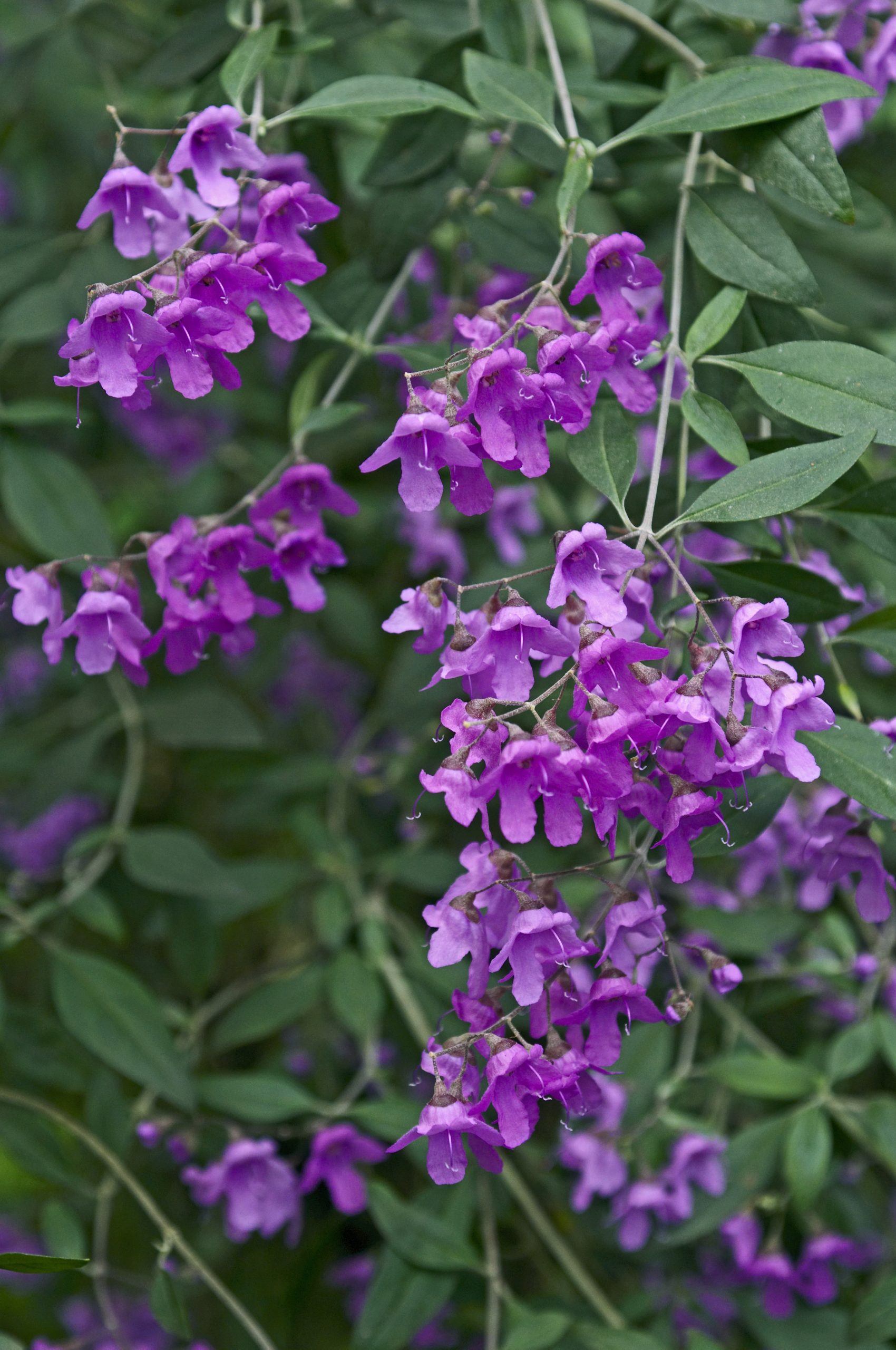 Dwarf native mint bush Prostanthera ovalifolia compacta Miss Tree