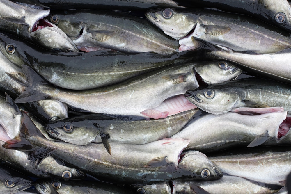 10 Best Substitutes For Cod (Seafoods To Replace Cod) Miss Vickie