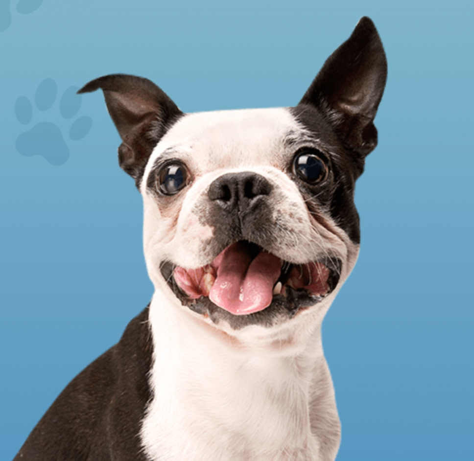 Clovis Animal Services Miss Winkles Pet Adoption Center