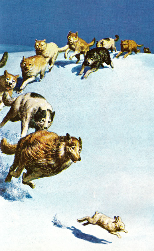 The Call of the Wild Illustrations Mister Crew