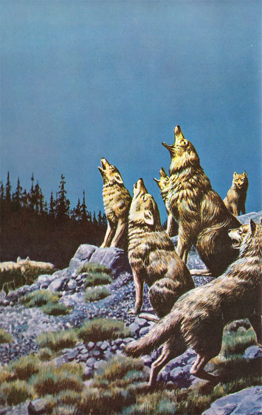 The Call of the Wild Illustrations Mister Crew