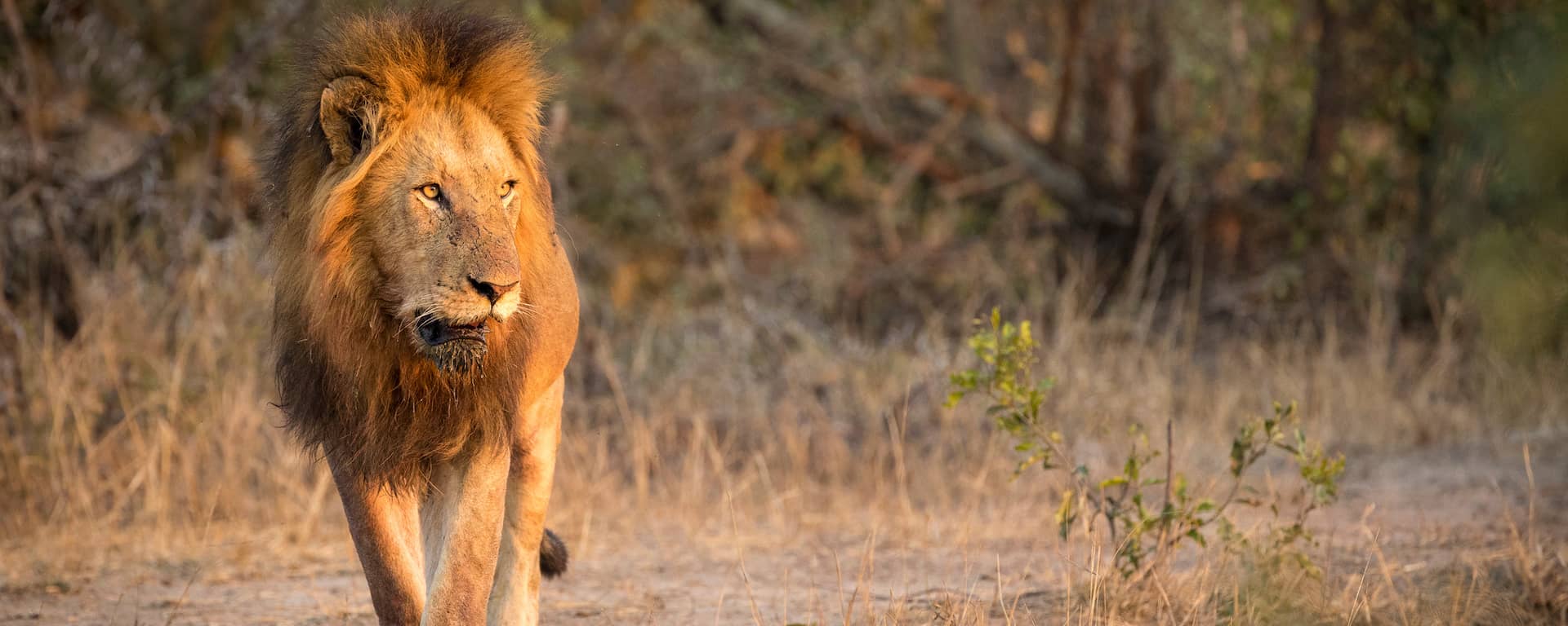Kruger National Park Safari Prices, Best time, Fees 2024