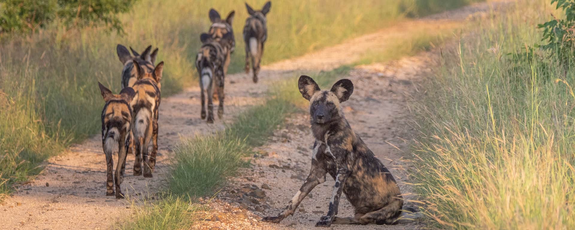 Manyeleti Game Reserve Safari Prices, Best time, Fees 2024