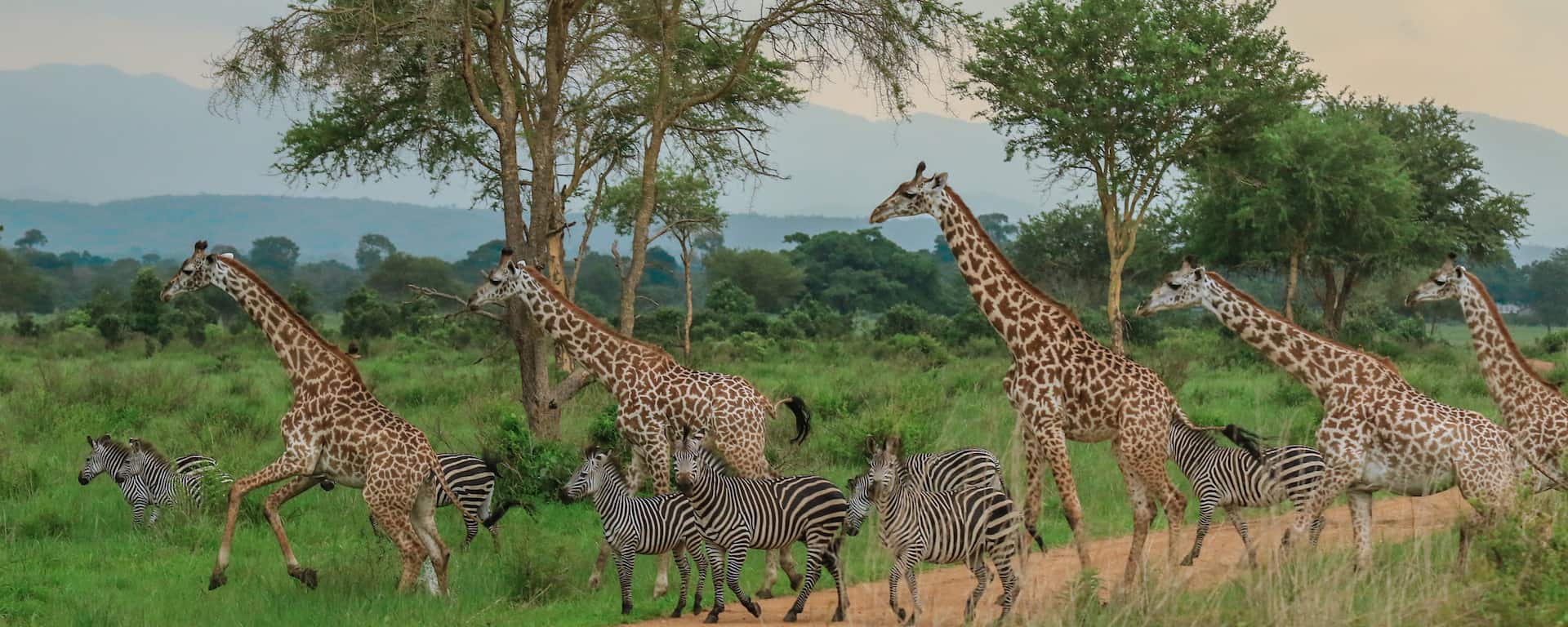 Mikumi National Park safari Fees, Prices, Lodges [2022]