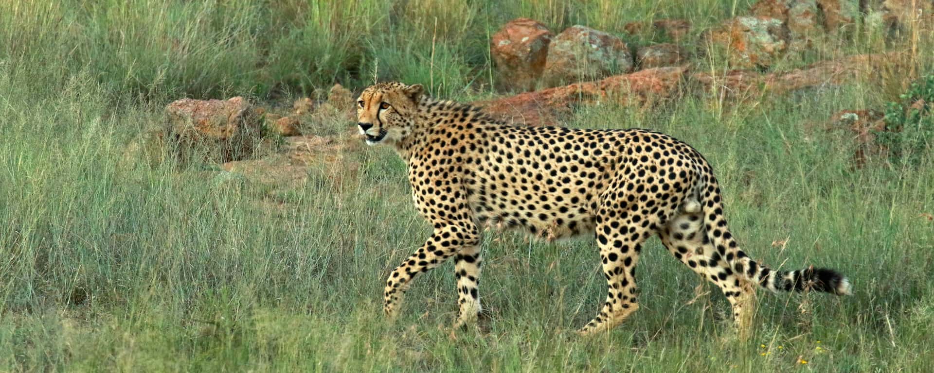 Pilanesberg Game Reserve Safari Price, Best time, Fees 2024