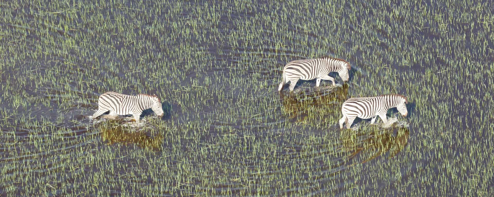 Okavango Delta Safari Guide, Entrance Fee, Weather [2024]