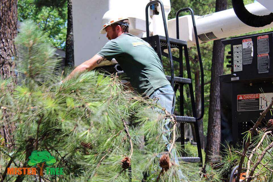 Pruning or Shearing questions Difference between pruning and shearing