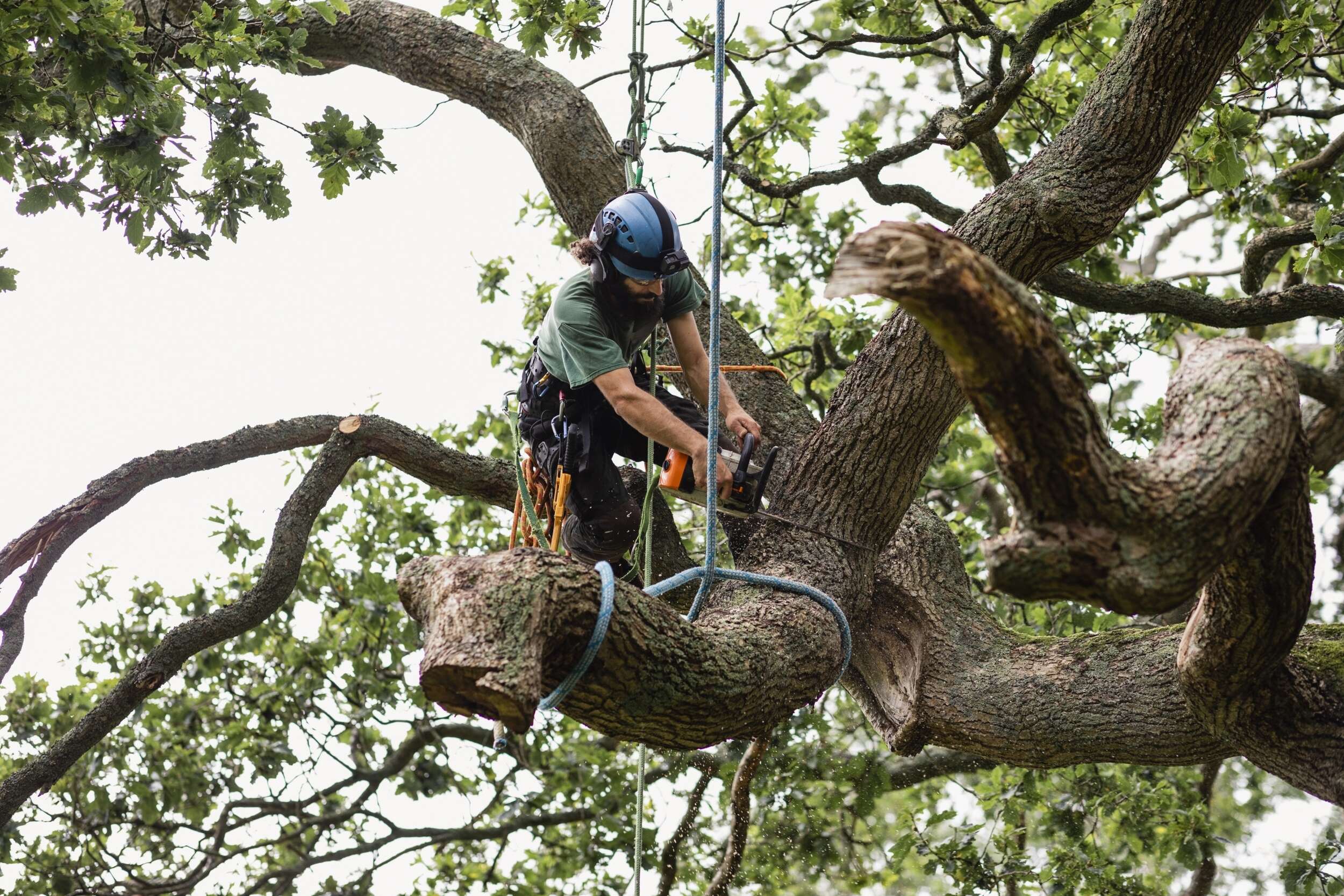 How Much Does Tree Removal Cost? Mister Tree Service
