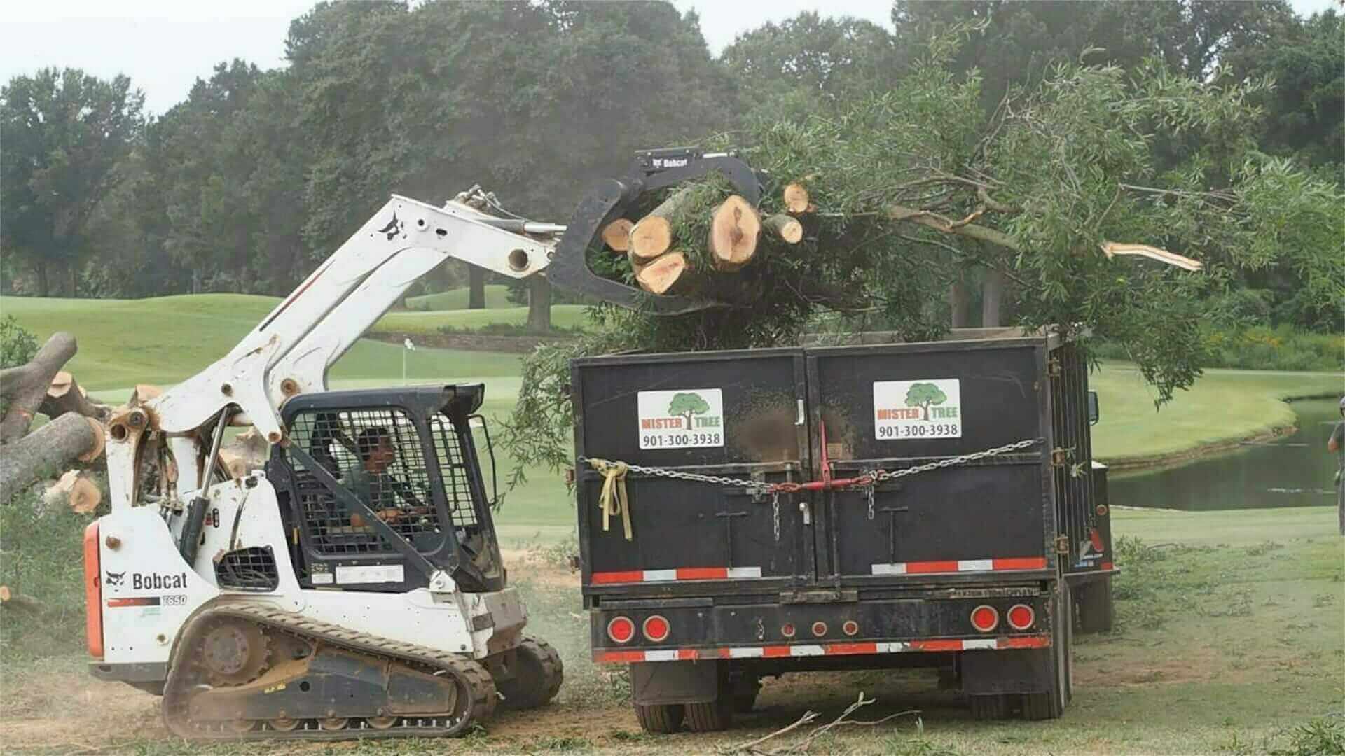 Tree Yard Debris Removal Mister Tree Service