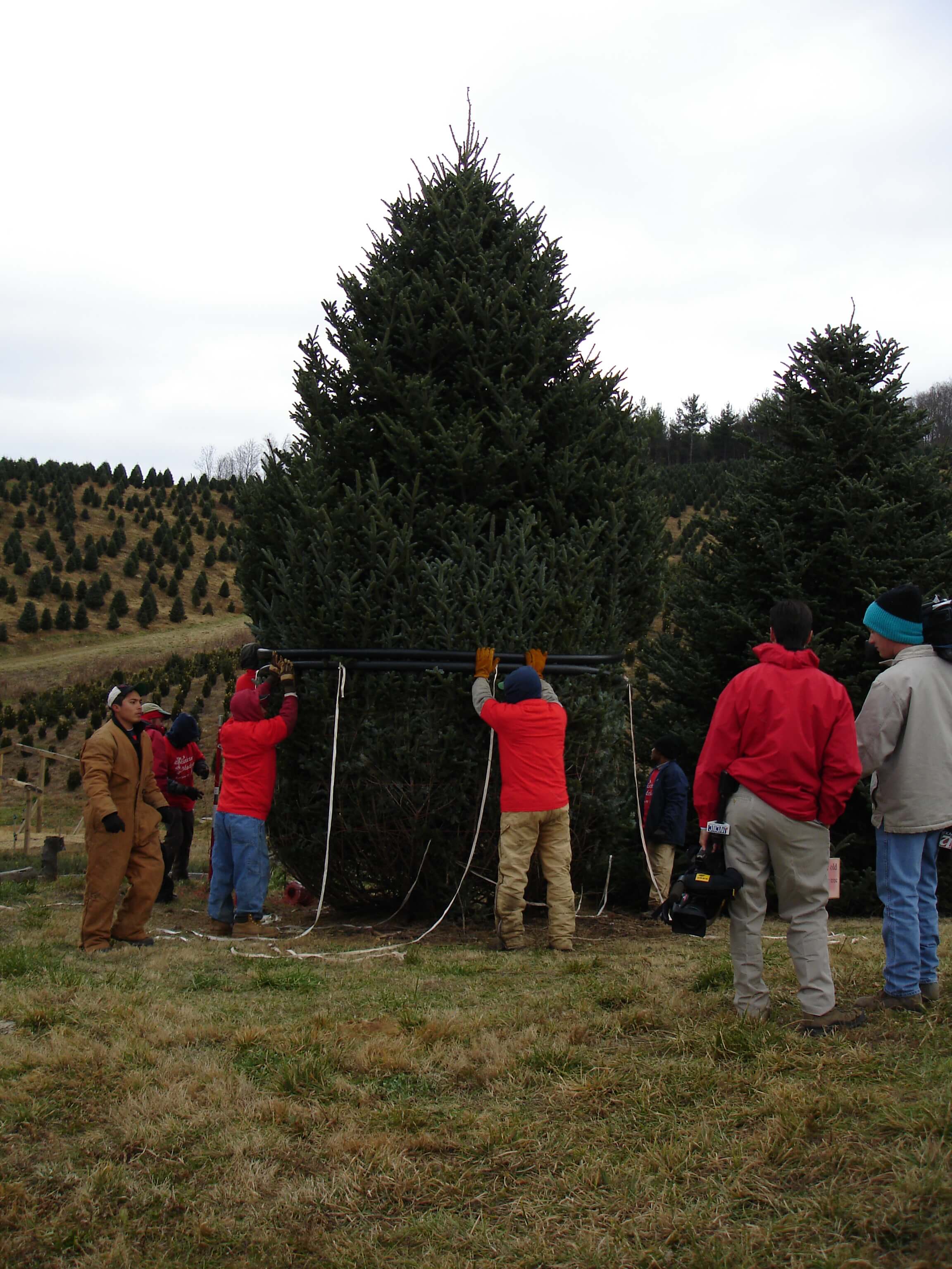 The White House Tree ⋆ Mistletoe Meadows