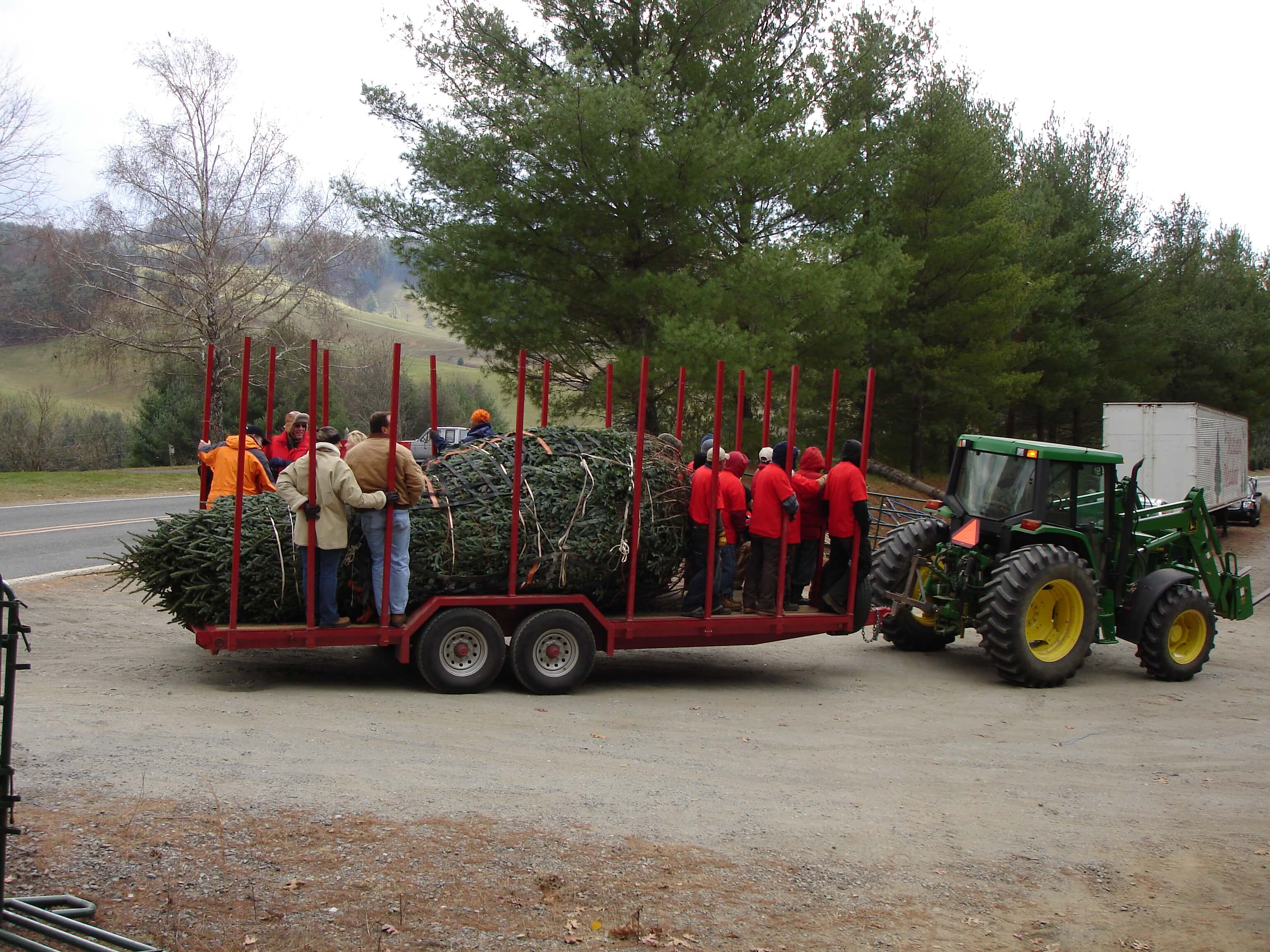 The White House Tree ⋆ Mistletoe Meadows