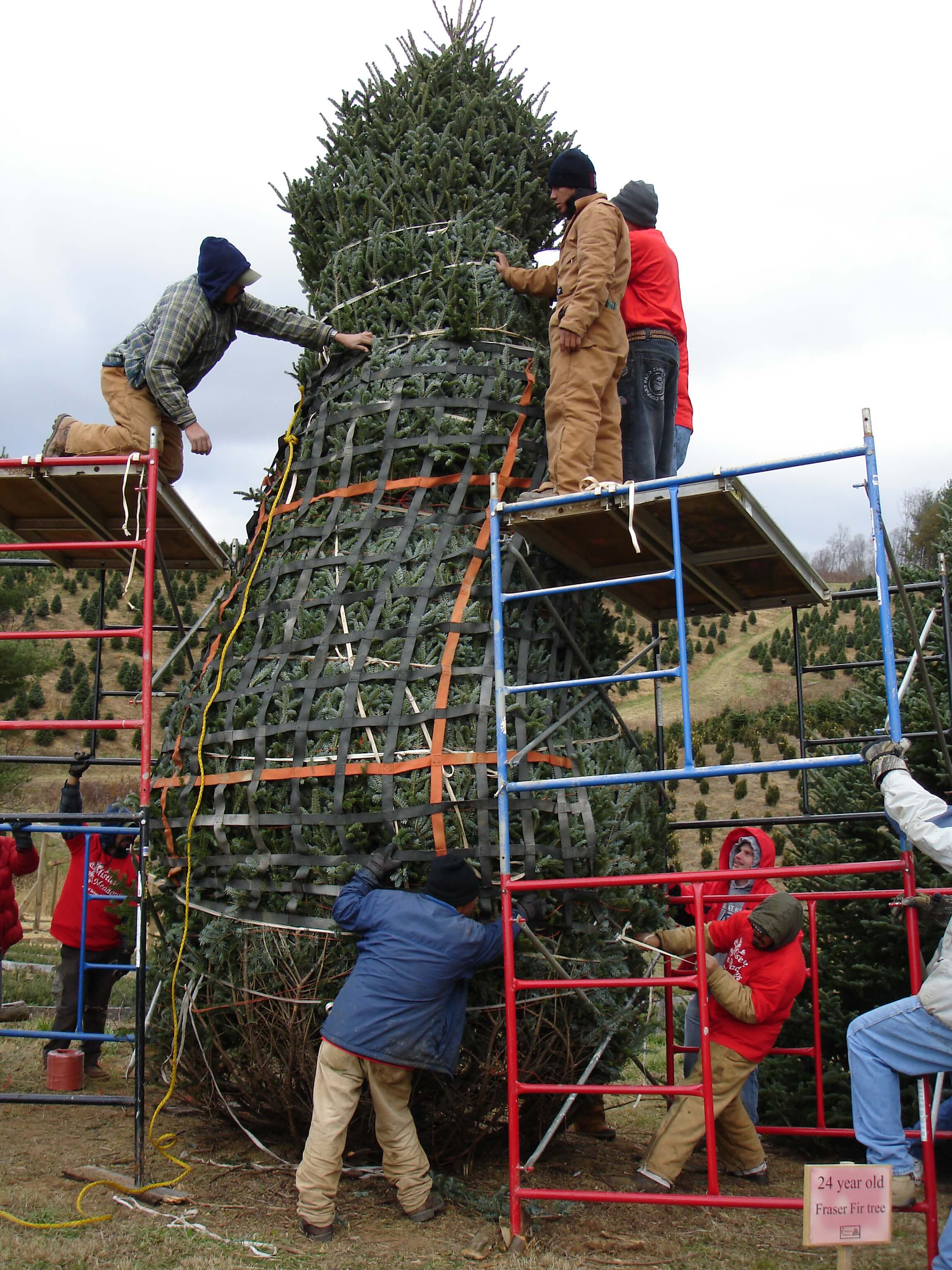 The White House Tree ⋆ Mistletoe Meadows