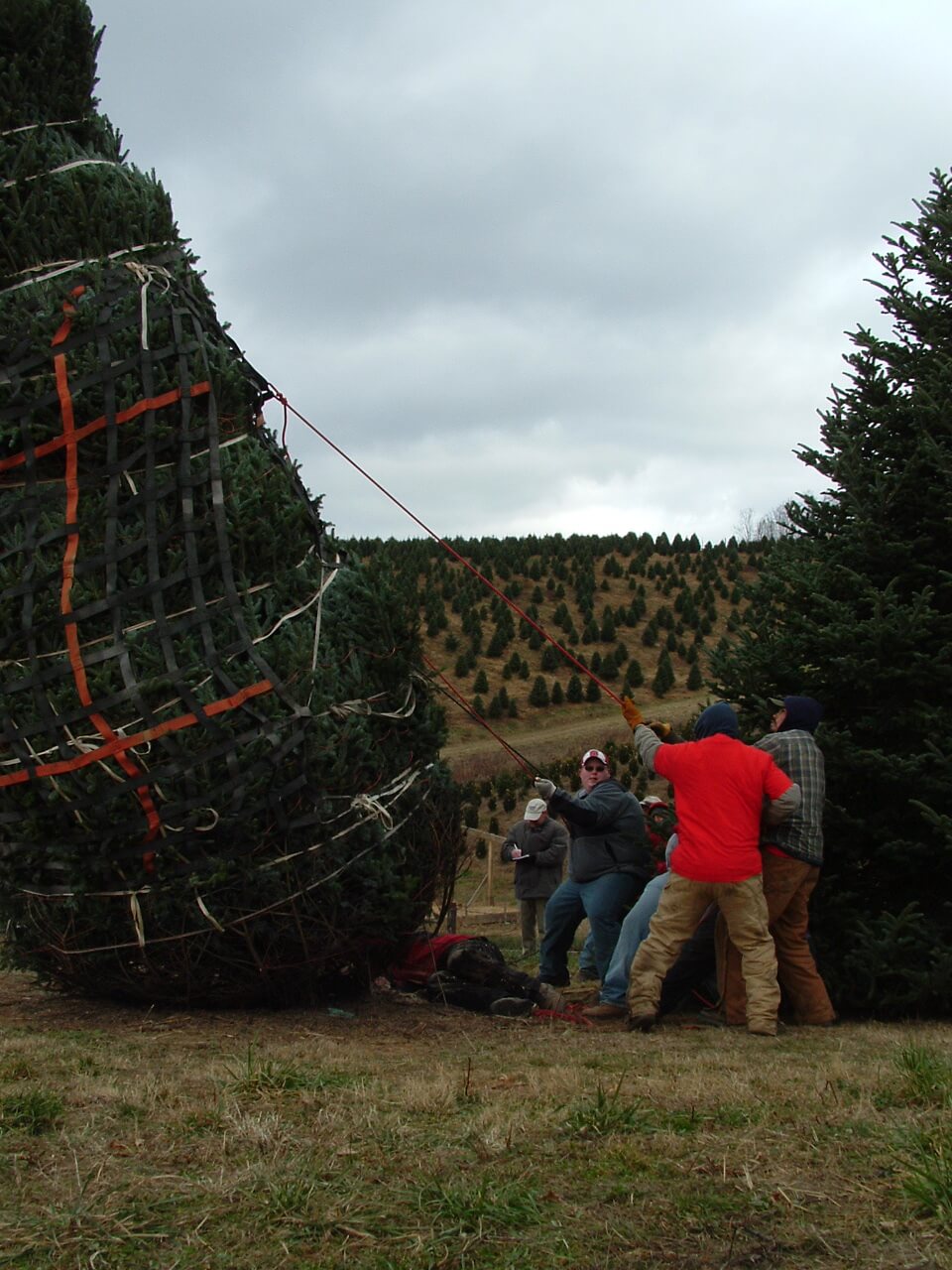 The White House Tree ⋆ Mistletoe Meadows