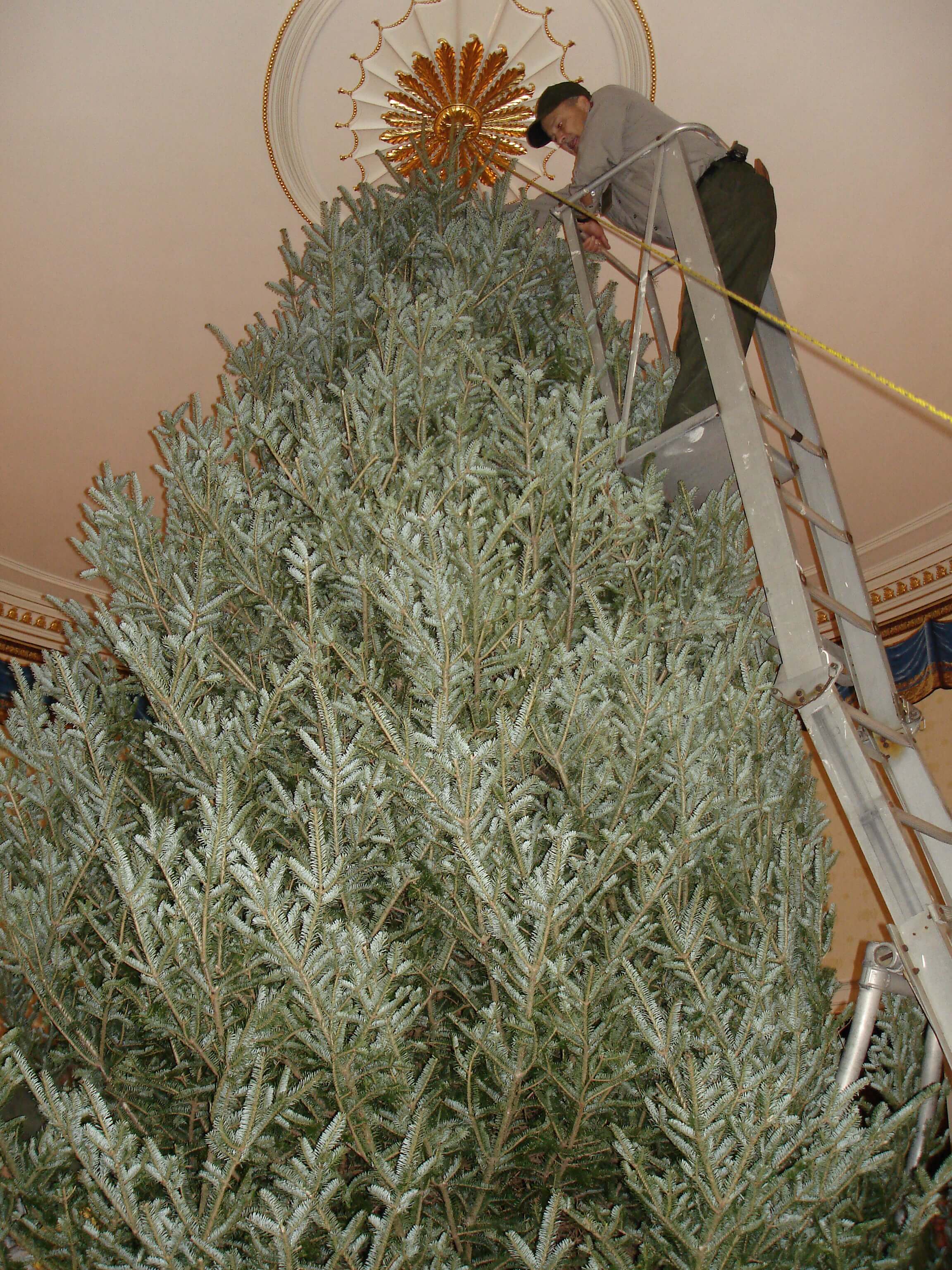 The White House Tree ⋆ Mistletoe Meadows