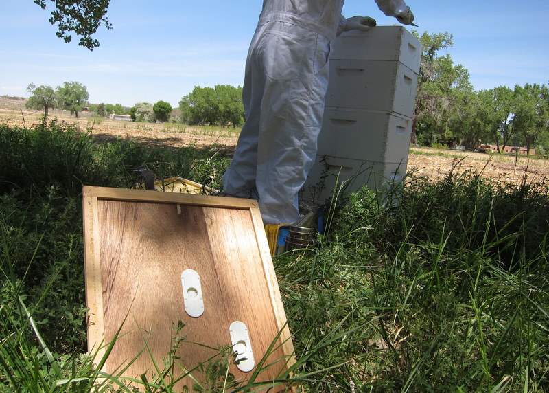 Bee Escape, the easy way to harvest honey mistress beek