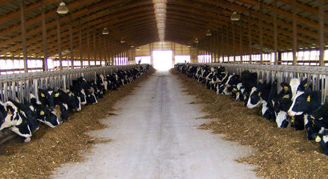 Dairy Fly Control A1 Mist Sprayers A1 Mist Sprayers