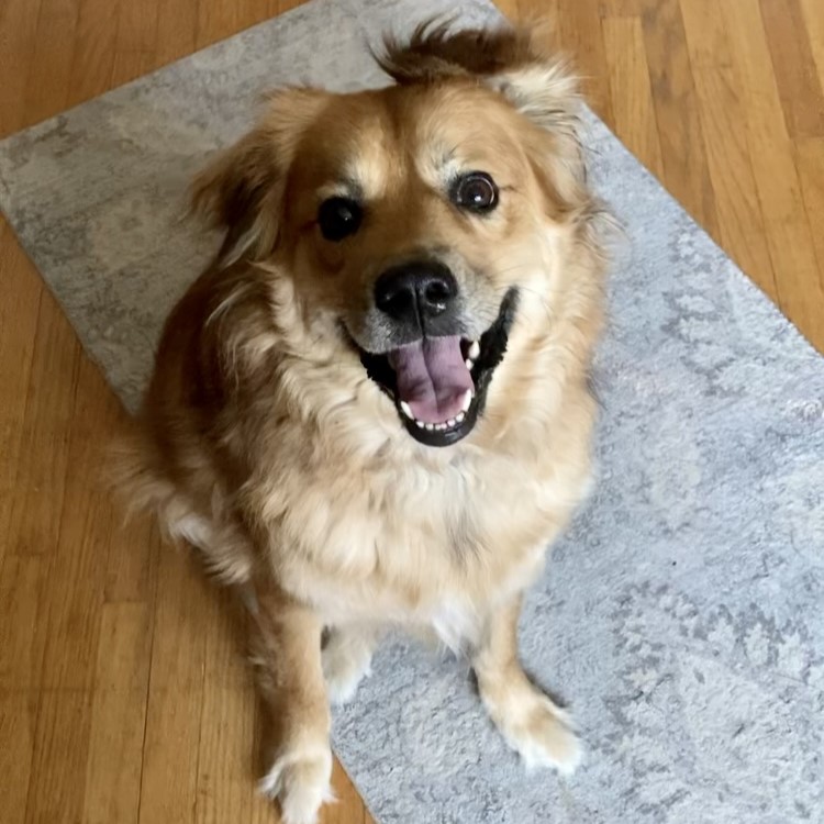 Services and Rates Misty's Paws Pet Sitting and Dog Walking