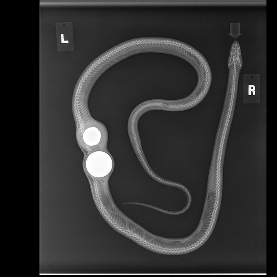 Snake swallows two golf balls thinking they were eggs, goes under the knife
