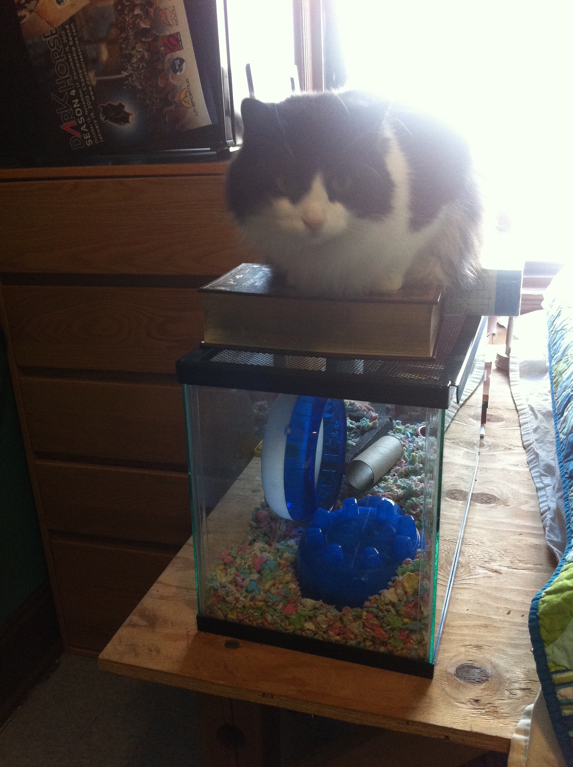 Another New Semester and A Lot of Cats MIT Admissions