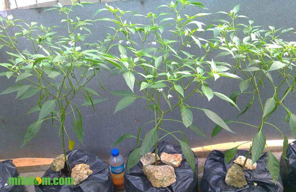 6 Tahap Cara Menanam CABAI MERAH dalam Pot atau Polbag agar Buah Lebat