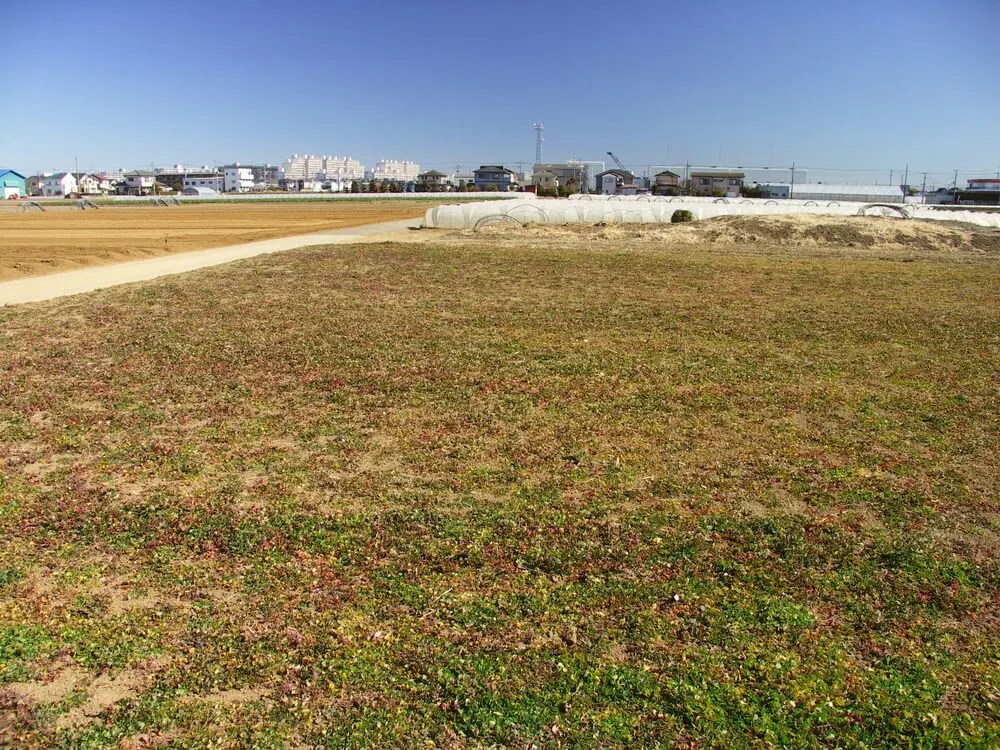 耕作放棄地とは？現状の問題点や原因・対策方法を詳しく解説 MiTANi jam