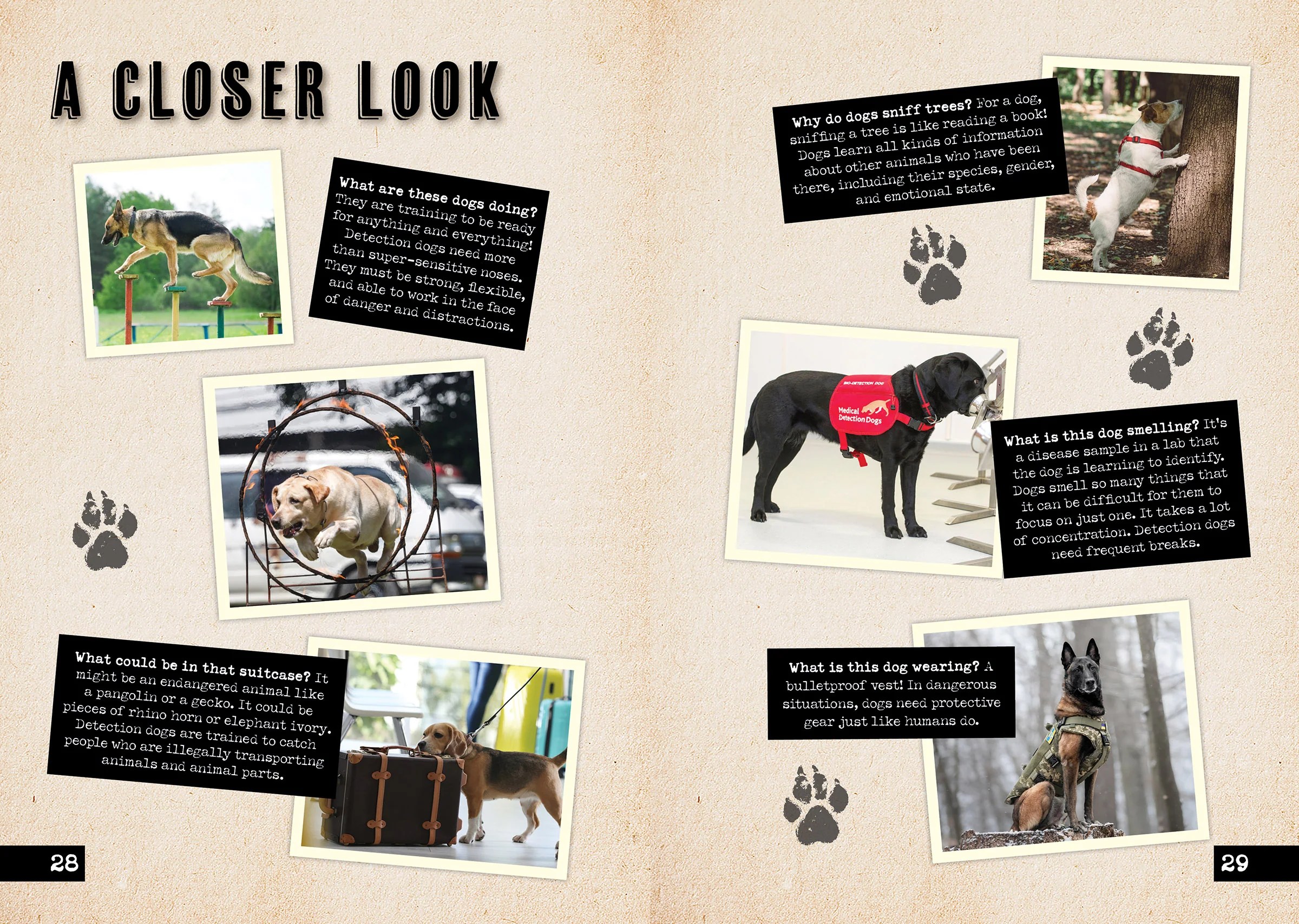 What’s that smell? For specially trained detection dogs, it could be