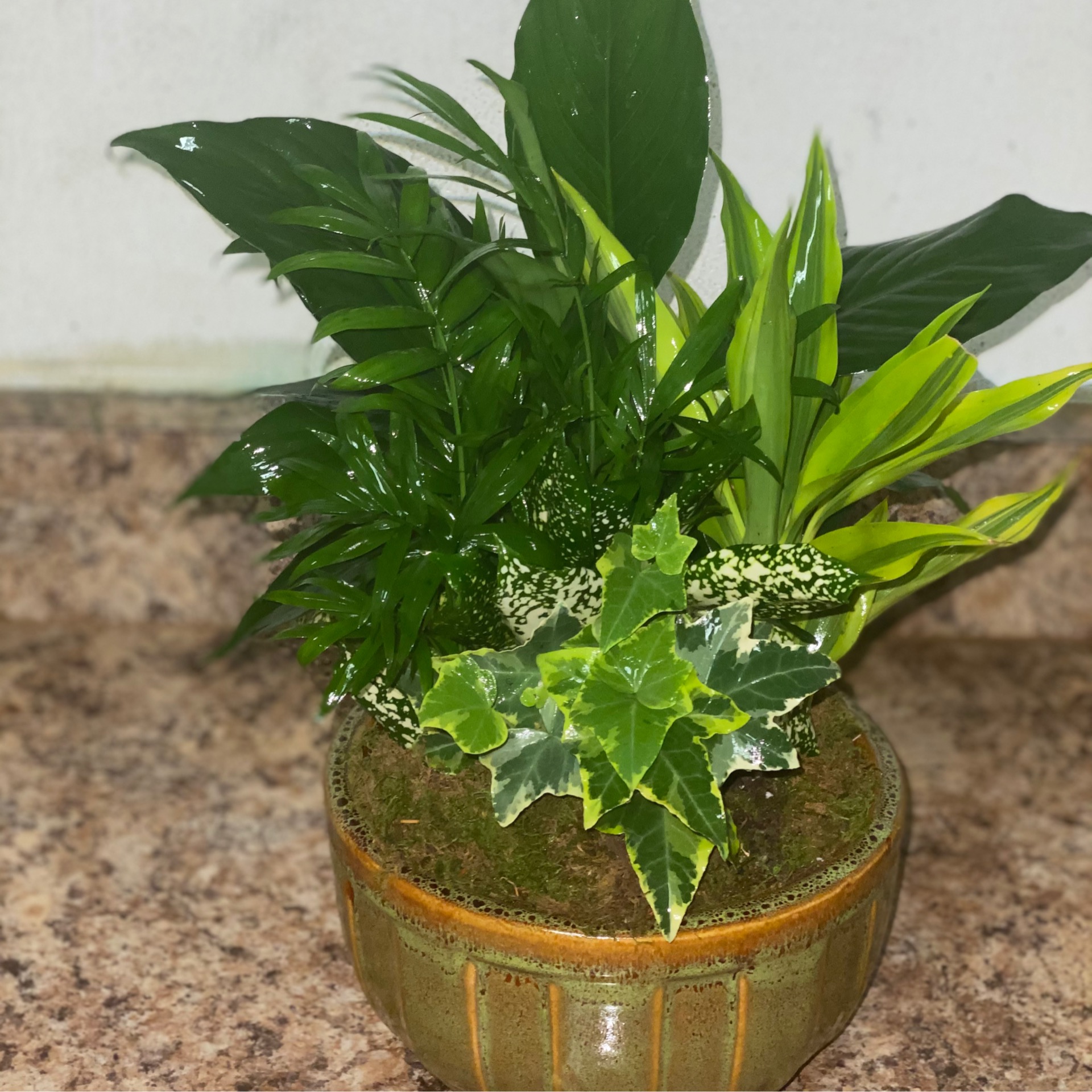 Dish Garden (small) Mitchells Florist Orlando