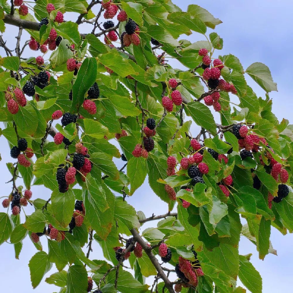 Dwarf Mulberries An InDepth Guide Mitchell's Nursery & Greenhouse