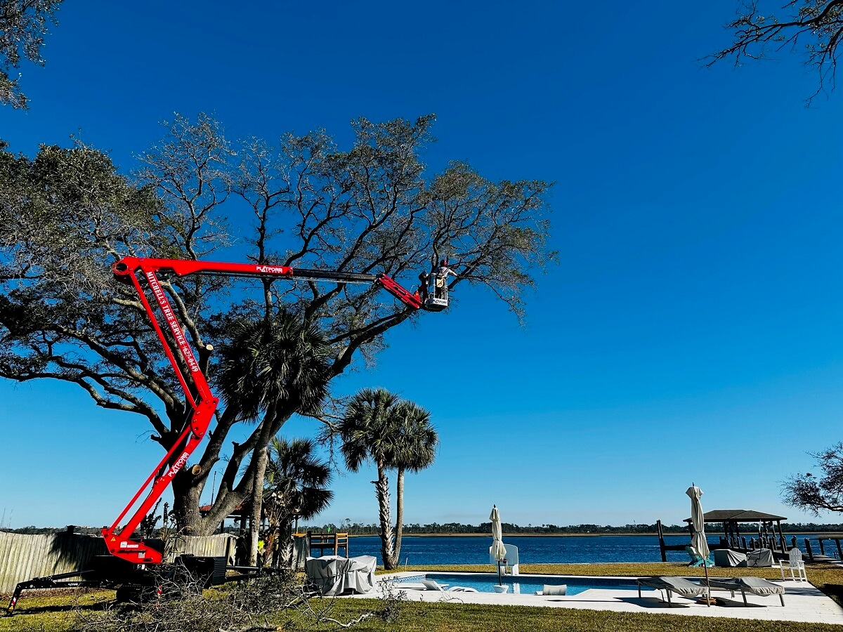 About Us Mitchell's Tree Service Jacksonville, Florida