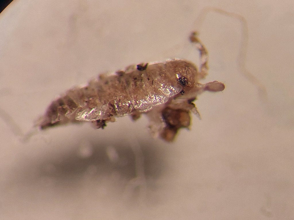 A Guide On Flea Treatment For Humans Hair Mite Infestation
