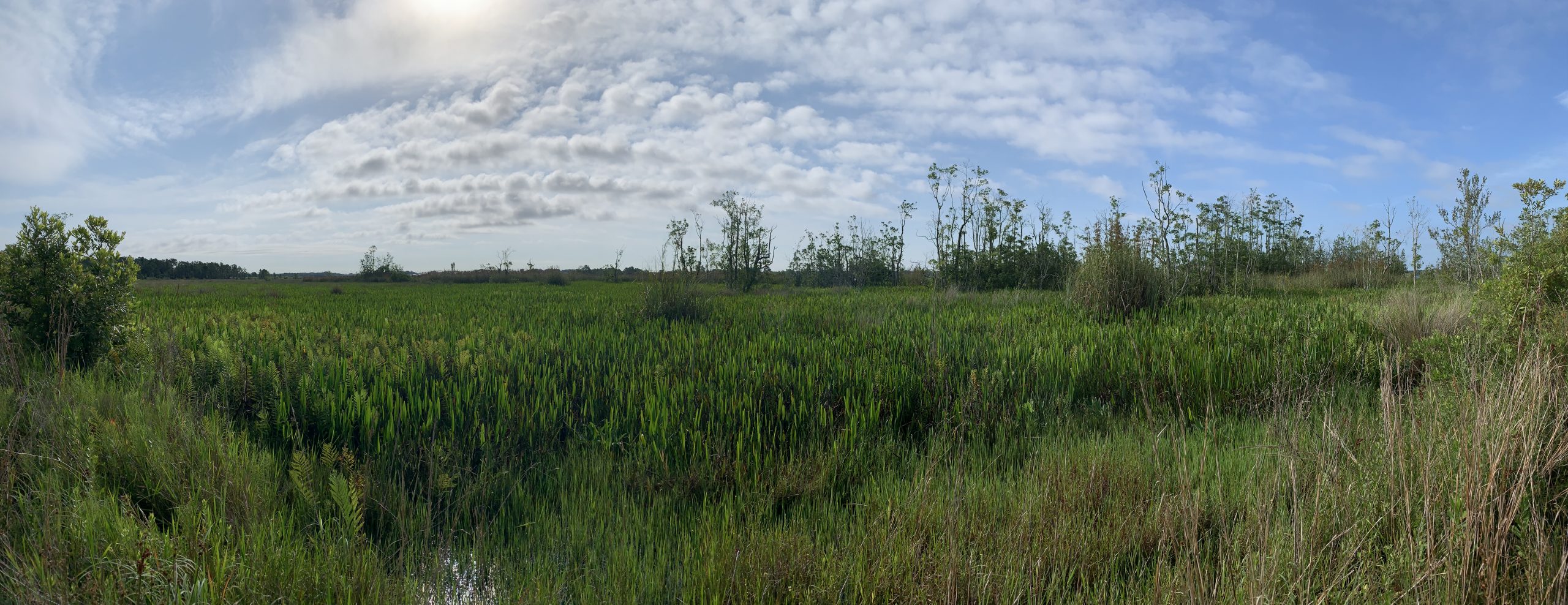 Hammock Lake Mitigation Bank The Mitigation Banking Group