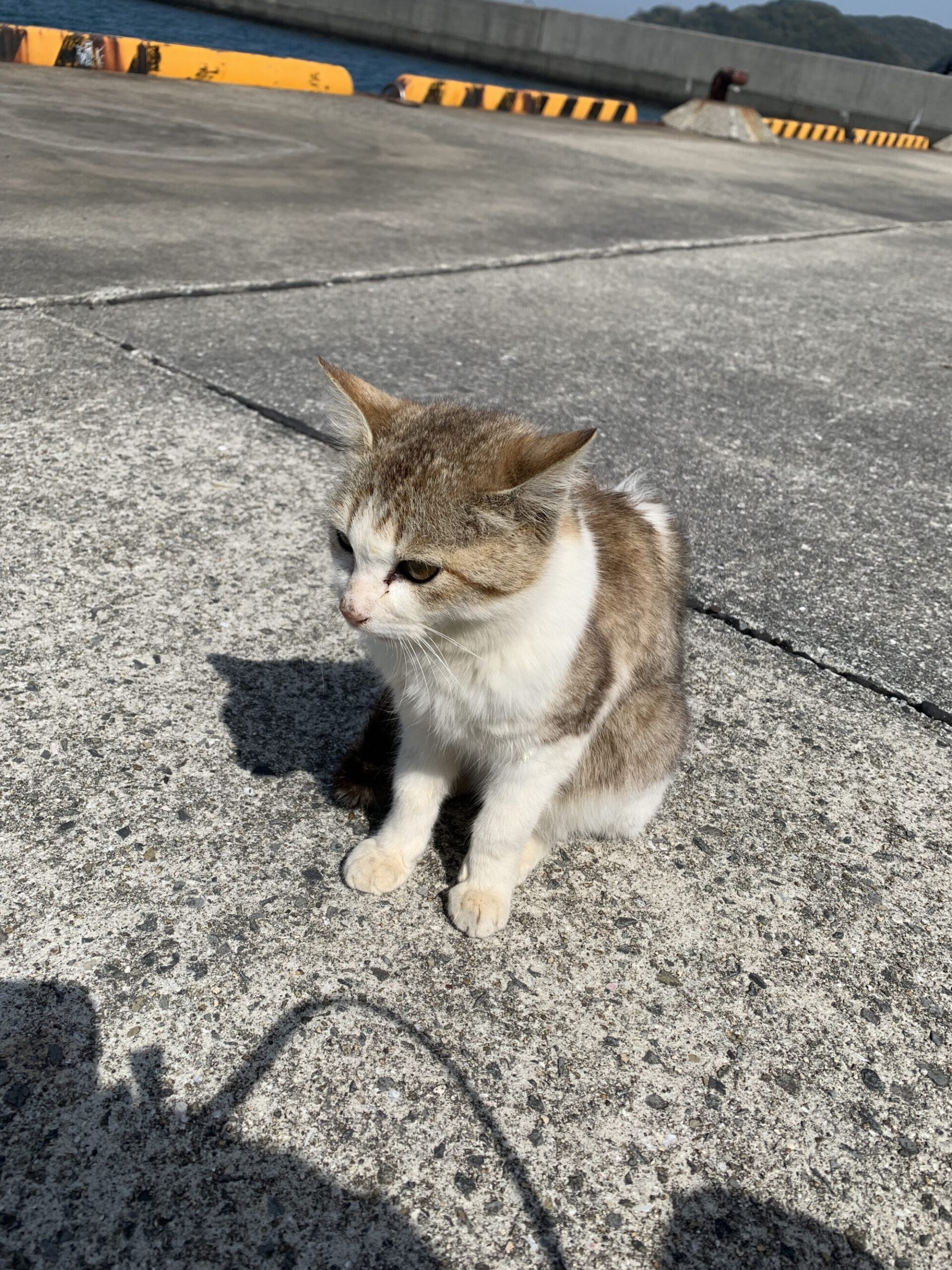 加太漁港 投げ釣り 花見カレイ！ ミトコンの色々ブログ