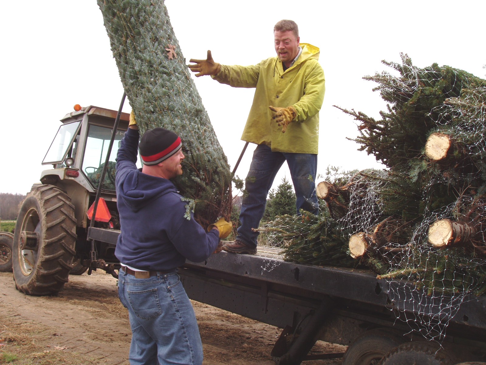 Wholesale Christmas Trees & Wreaths Wahmhoff Farms Nursery