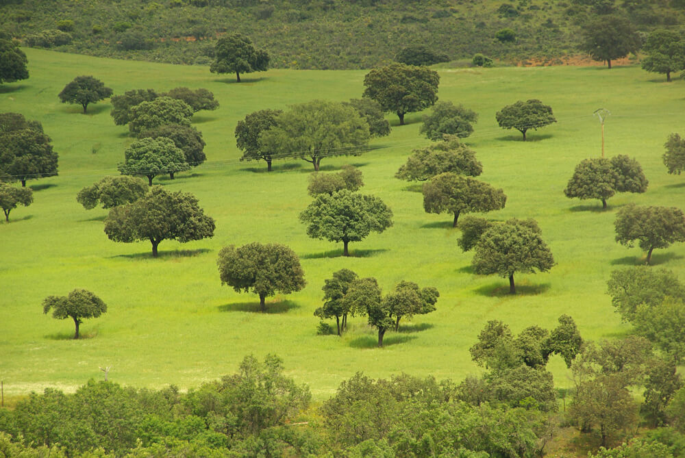 La Dehesa un ecosistema único de la península ibérica — Mi Viaje